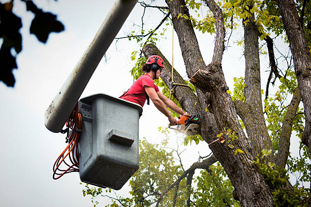 How Our Tree Care Process Works  in Redway, CA